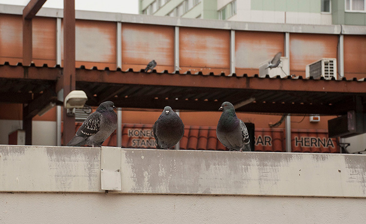 Three pidgeons sitting on top of a bridge in front of a club at night.